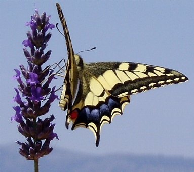 Volver a la Fotogaler�a